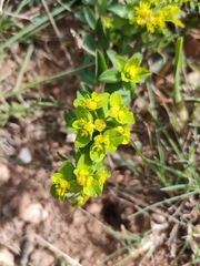 Euphorbia flavicoma