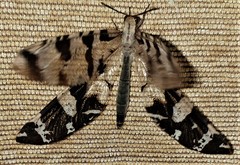 Lachlathetes moestus