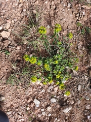 Euphorbia flavicoma