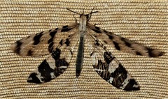 Lachlathetes moestus