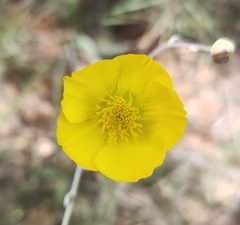 Ranunculus gramineus