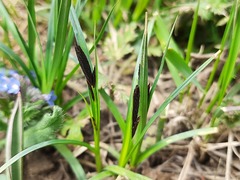 Carex melanostachya