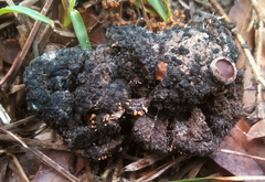 Stilbella fimetaria