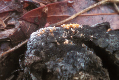 Stilbella fimetaria