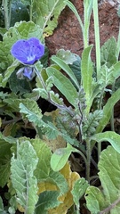 Phacelia ciliata