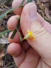 Bossiaea ensata