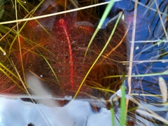 Myriophyllum simulans