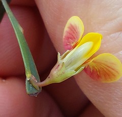 Bossiaea ensata