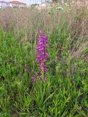 Anacamptis laxiflora