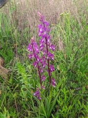 Anacamptis laxiflora