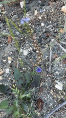 Phacelia ciliata