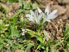 Ornithogalum navaschinii