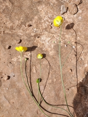 Ranunculus gramineus