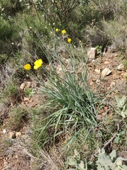 Ranunculus gramineus