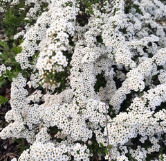 Spiraea