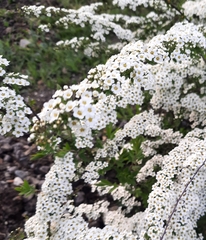 Spiraea