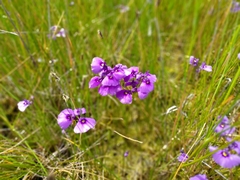 Utricularia beaugleholei