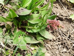 Rumex tuberosus