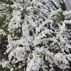 Spiraea