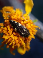 Acmaeodera vernalis