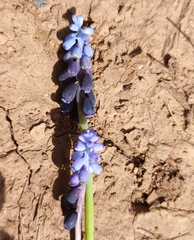 Muscari neglectum