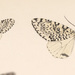 Lichnoptera felina - Photo (c) Andreas Manz, algunos derechos reservados (CC BY-NC), subido por Andreas Manz