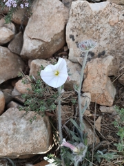 Convolvulus lanuginosus