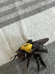 Xylocopa pubescens