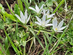 Ornithogalum navaschinii