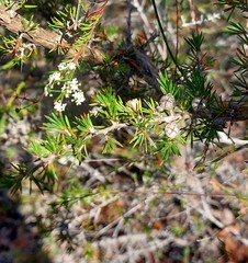 Leptospermum arachnoides