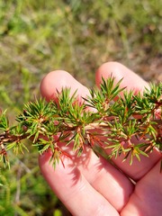 Leptospermum arachnoides