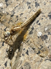 Crocothemis erythraea