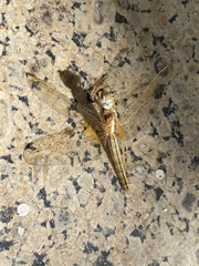 Crocothemis erythraea