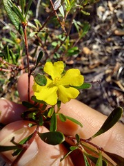 Hibbertia monogyna