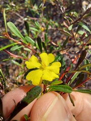 Hibbertia monogyna
