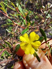 Hibbertia monogyna