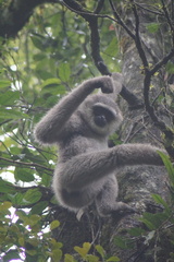 Hylobates moloch