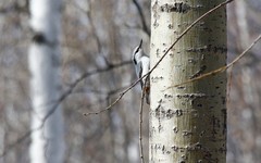 Sitta europaea albifrons