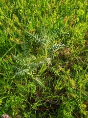 Galactites tomentosus