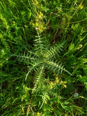 Galactites tomentosus