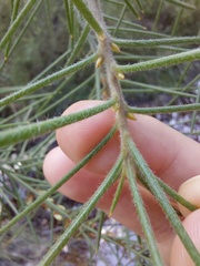 Hakea gibbosa