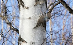 Sitta europaea albifrons