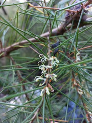 Hakea gibbosa