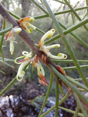 Hakea gibbosa
