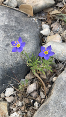 Giliastrum rigidulum