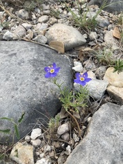 Giliastrum rigidulum