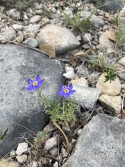 Giliastrum rigidulum