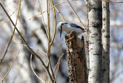 Sitta europaea albifrons