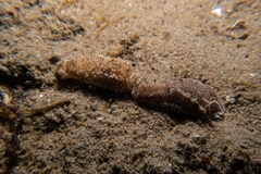 Aglaja ocelligera