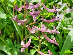 Corydalis tarkiensis